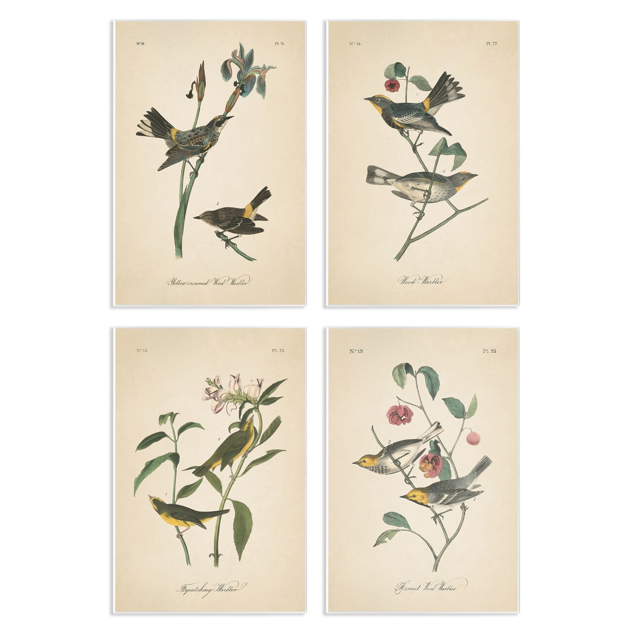 Stupell Industries Vintage Study Birds & Plants 4pc Wall Plaque Art Set Design by Wild Apple Portfolio